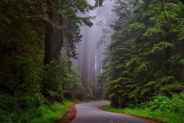 redwood národní park